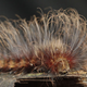 Image for article titled Rodents of Unusual Size Found in Volcanic Lost World